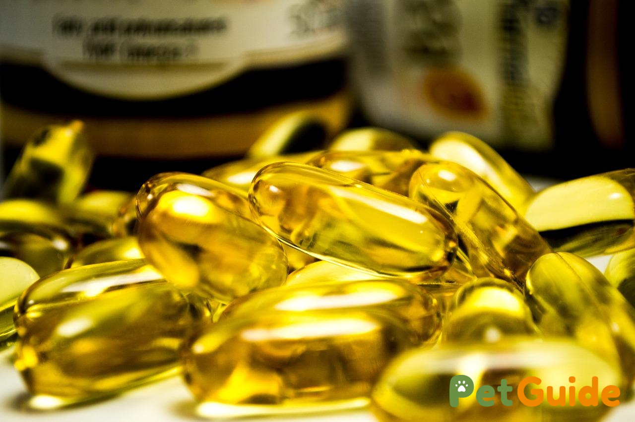 Các nguồn Omega 3 cho mèo