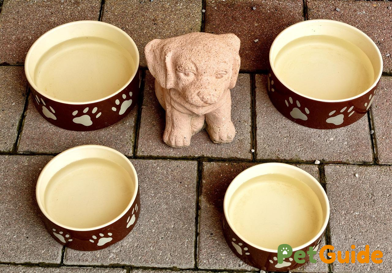 Những lưu ý quan trọng khi cho chó gầy ăn cháo