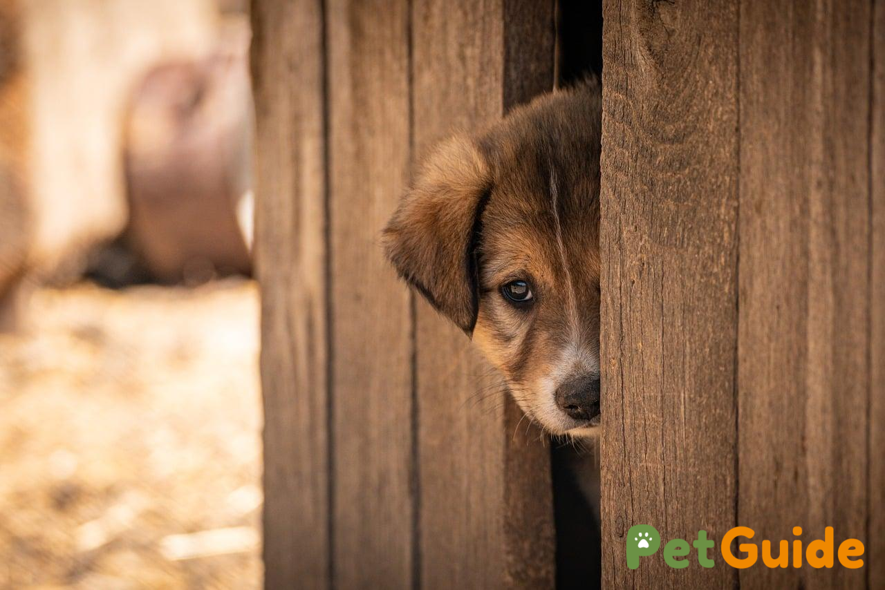 Vì sao chó mèo sợ tiếng pháo hoa?
