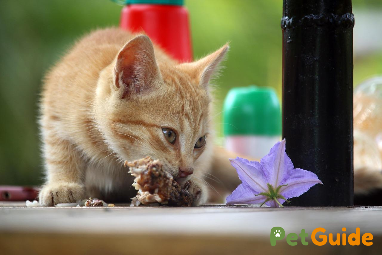 Mèo con cần những dưỡng chất gì để phát triển?