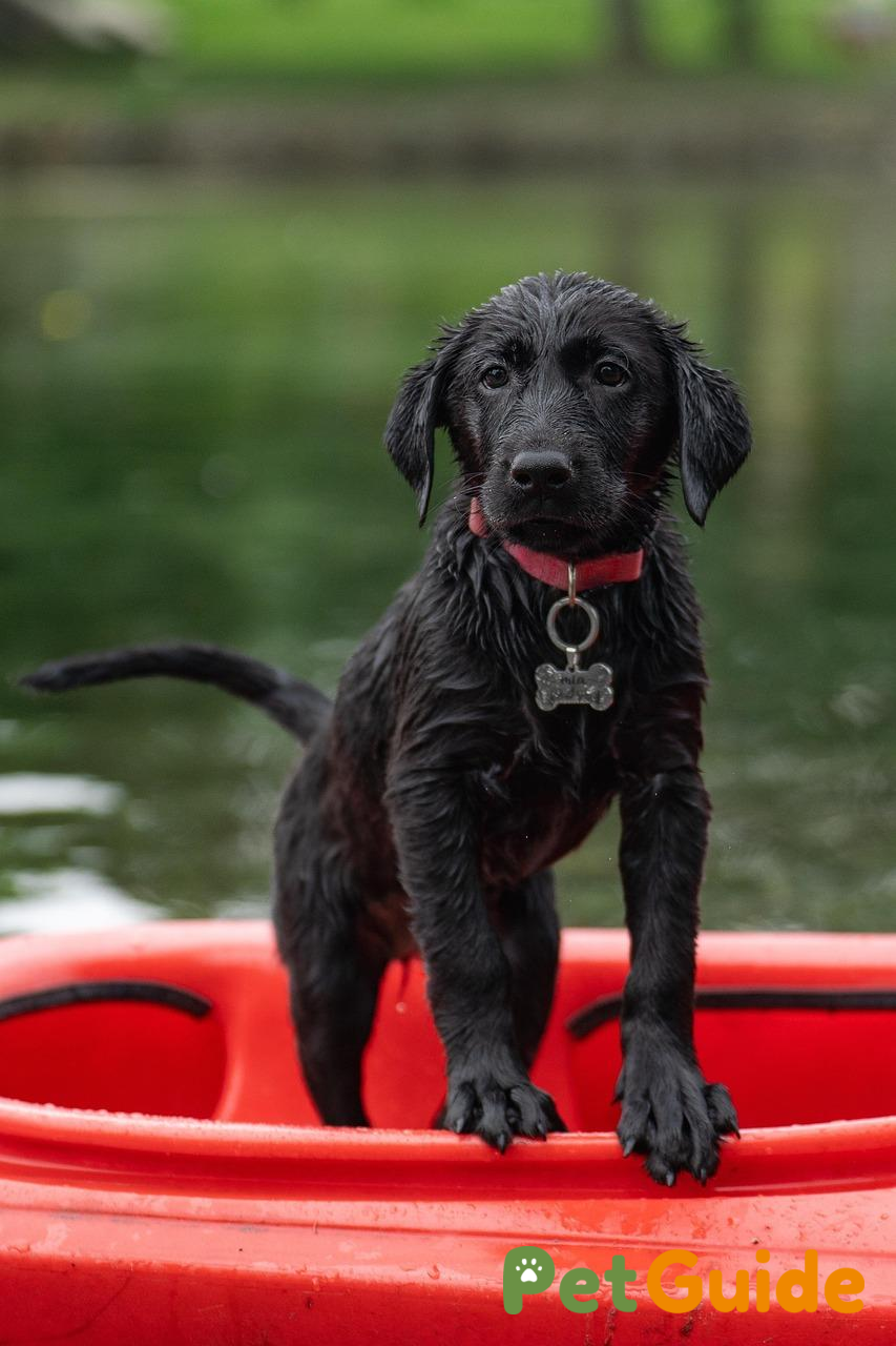 Nhu cầu dinh dưỡng của Poodle theo từng độ tuổi