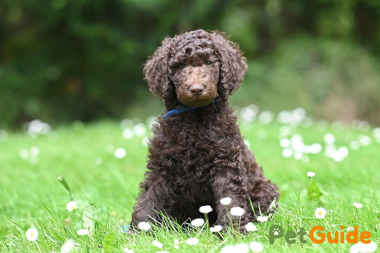 Kích Thước Hạt Và Độ Tuổi Của Poodle