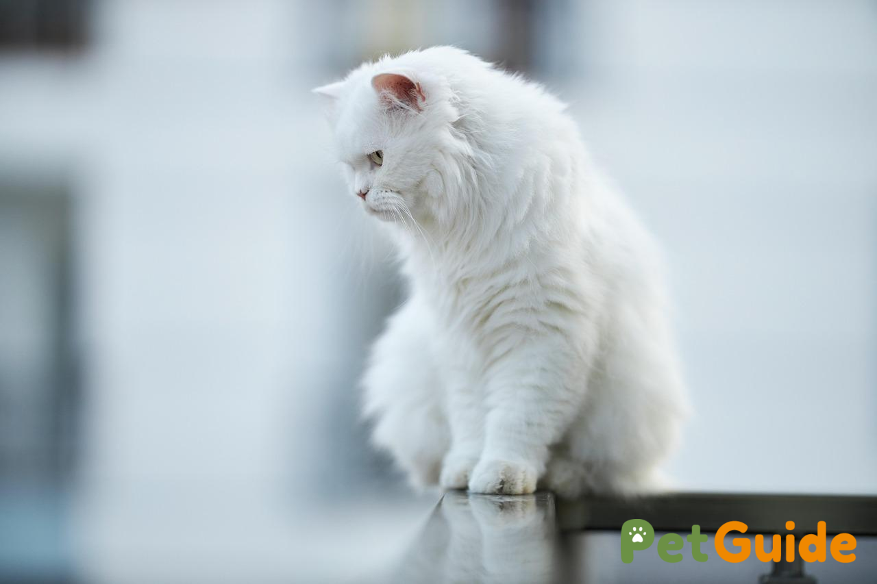 Làm thế nào để ngăn chó mèo rơi từ trên cao?
