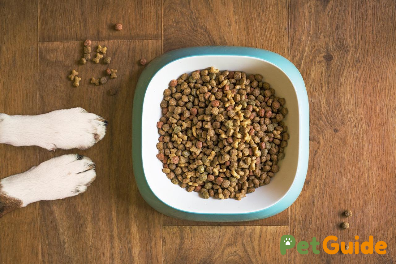 Có nên chọn thức ăn hạt ít ngũ cốc hoặc không ngũ cốc cho mèo con?