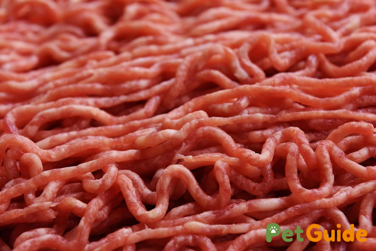 Nguồn protein nào là tốt nhất cho chó mèo?