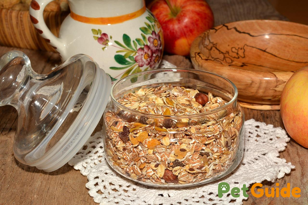Cách nấu cháo yến mạch cho mèo bị tiêu chảy chi tiết từng bước