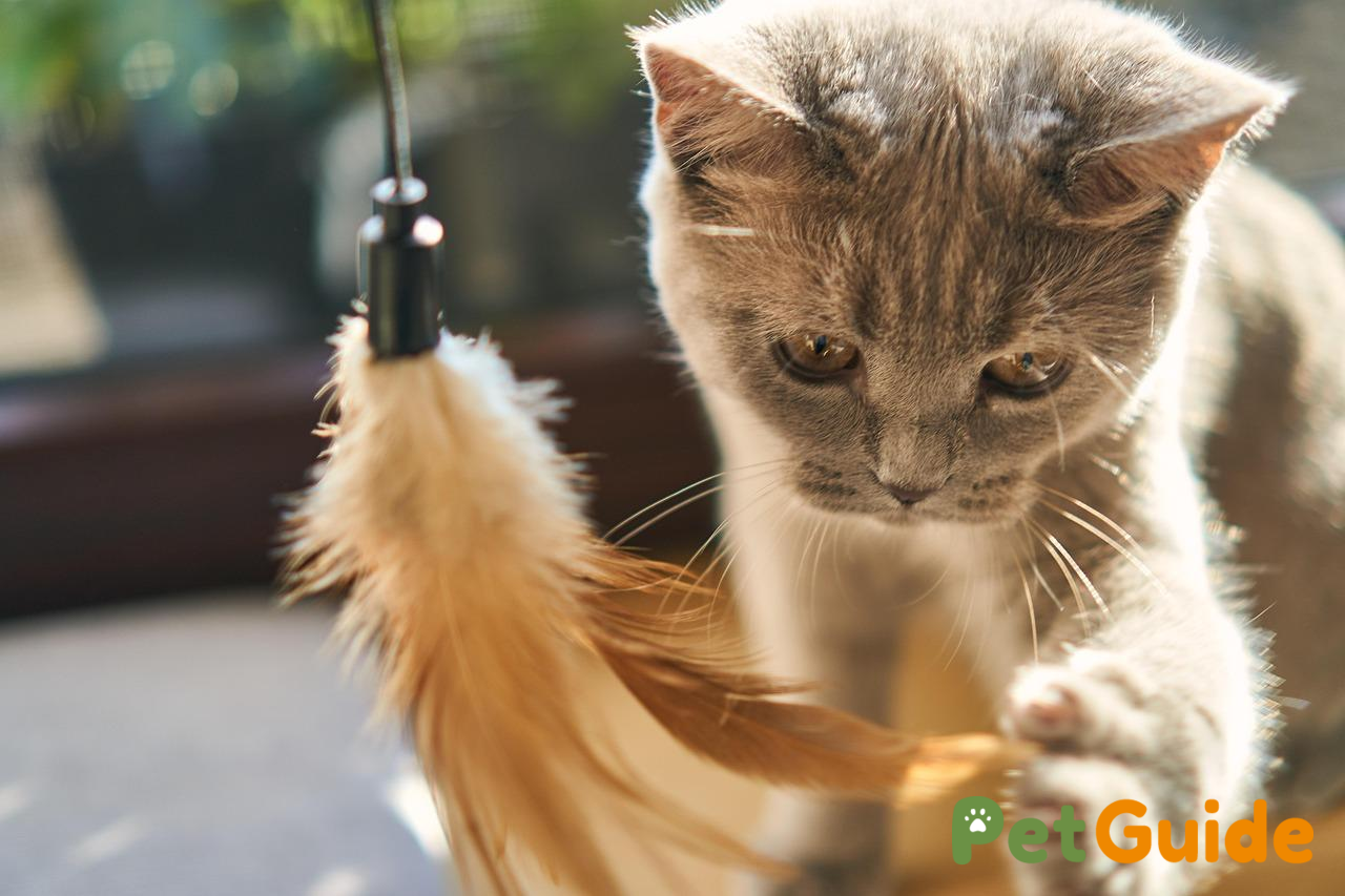 Những sai lầm chết người khi xử lý mèo hóc xương cá