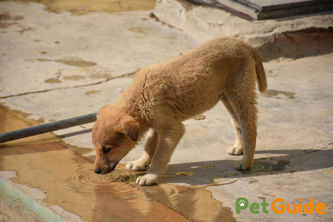 Nhu cầu nước và chế độ ăn theo mức độ hoạt động