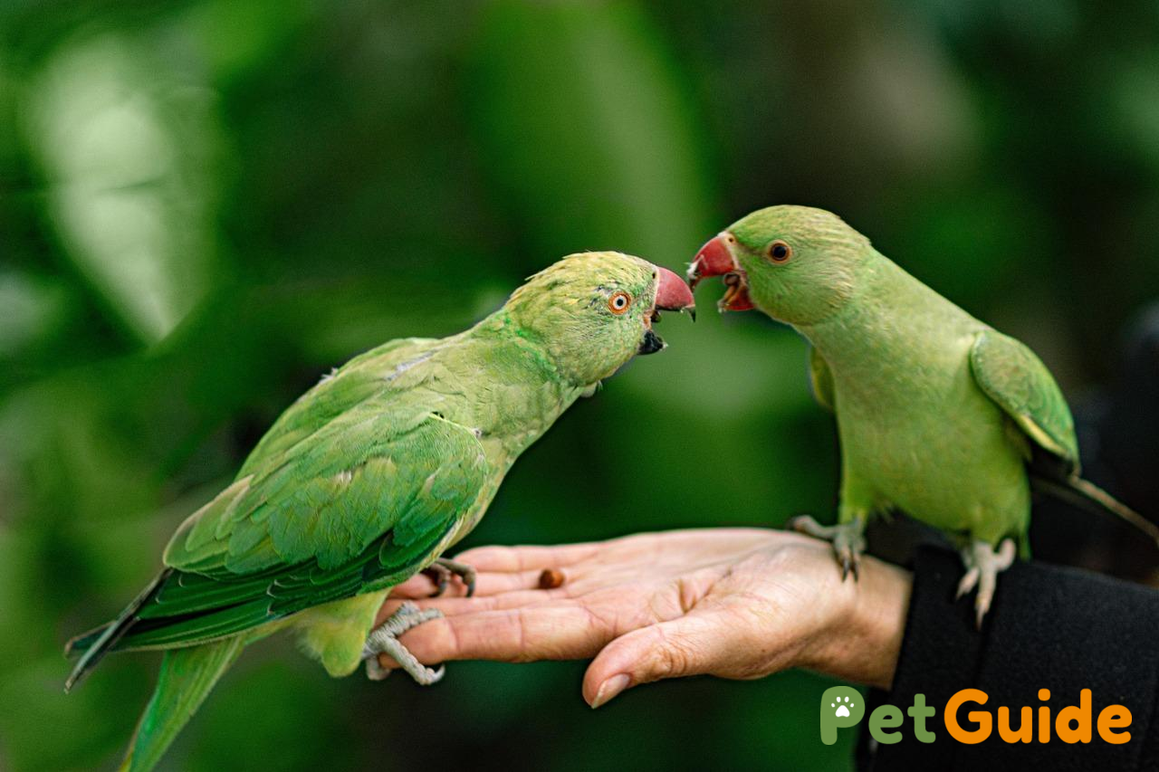 Chia nhỏ bữa ăn và những lưu ý khi cho thú cưng dùng cháo