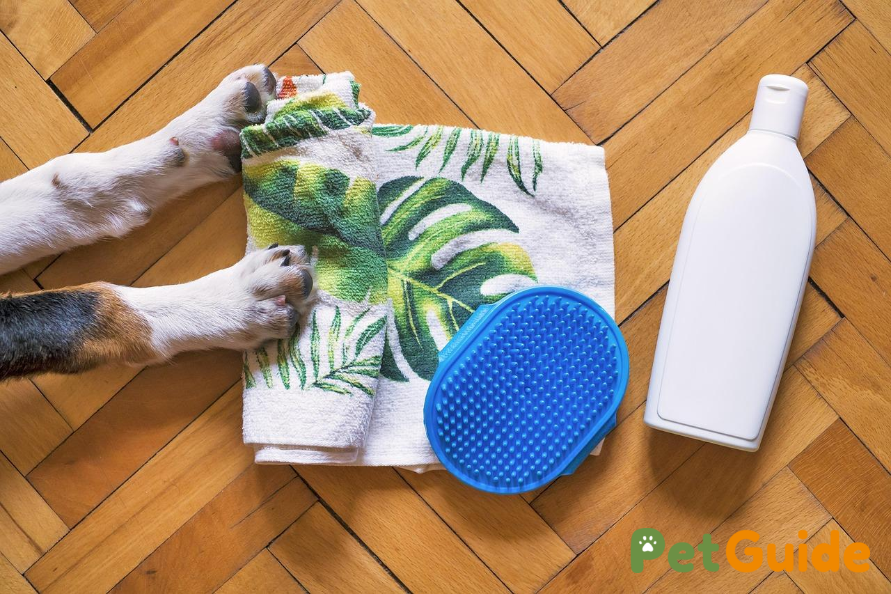 Những sai lầm thường gặp khi chăm sóc thú cưng mùa lạnh