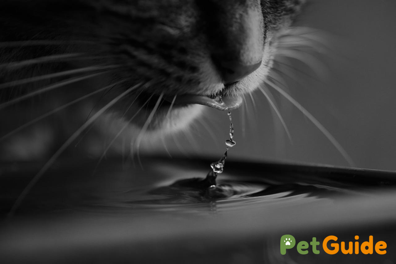 Hydrat hóa: Đừng để mèo uống thiếu nước