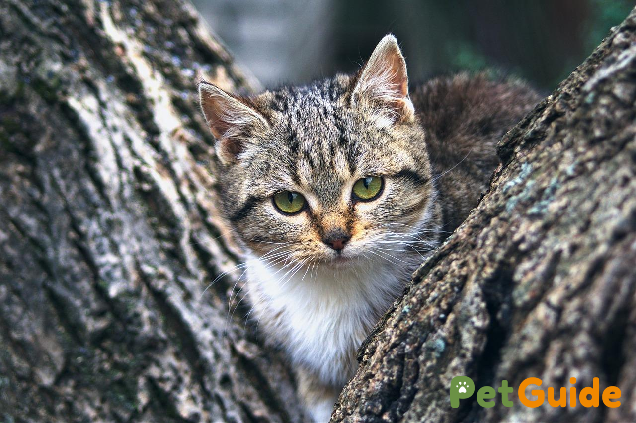 Mèo con theo từng tháng tuổi nên ăn như thế nào?