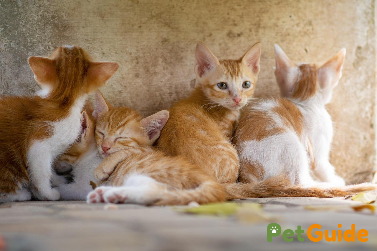 Chuẩn bị cho thú cưng trước và trong cơn bão lũ