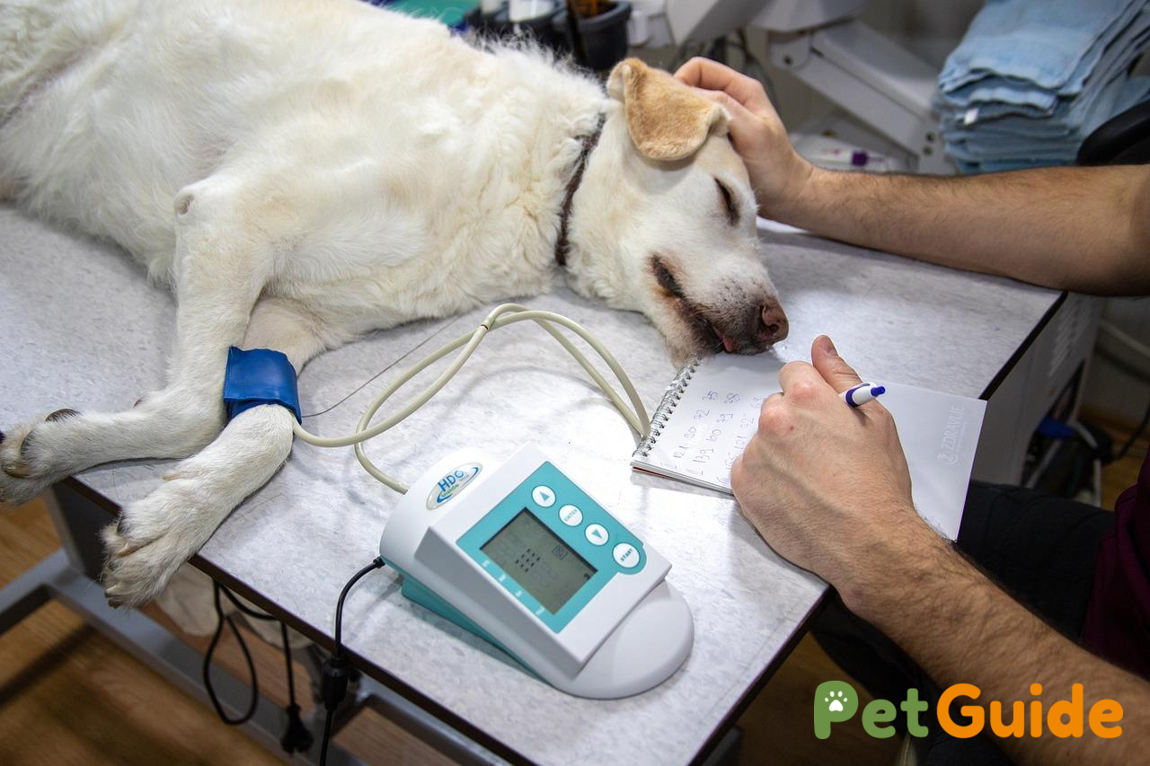 Khi nào cần đưa Poodle bị rụng lông đến bác sĩ thú y?