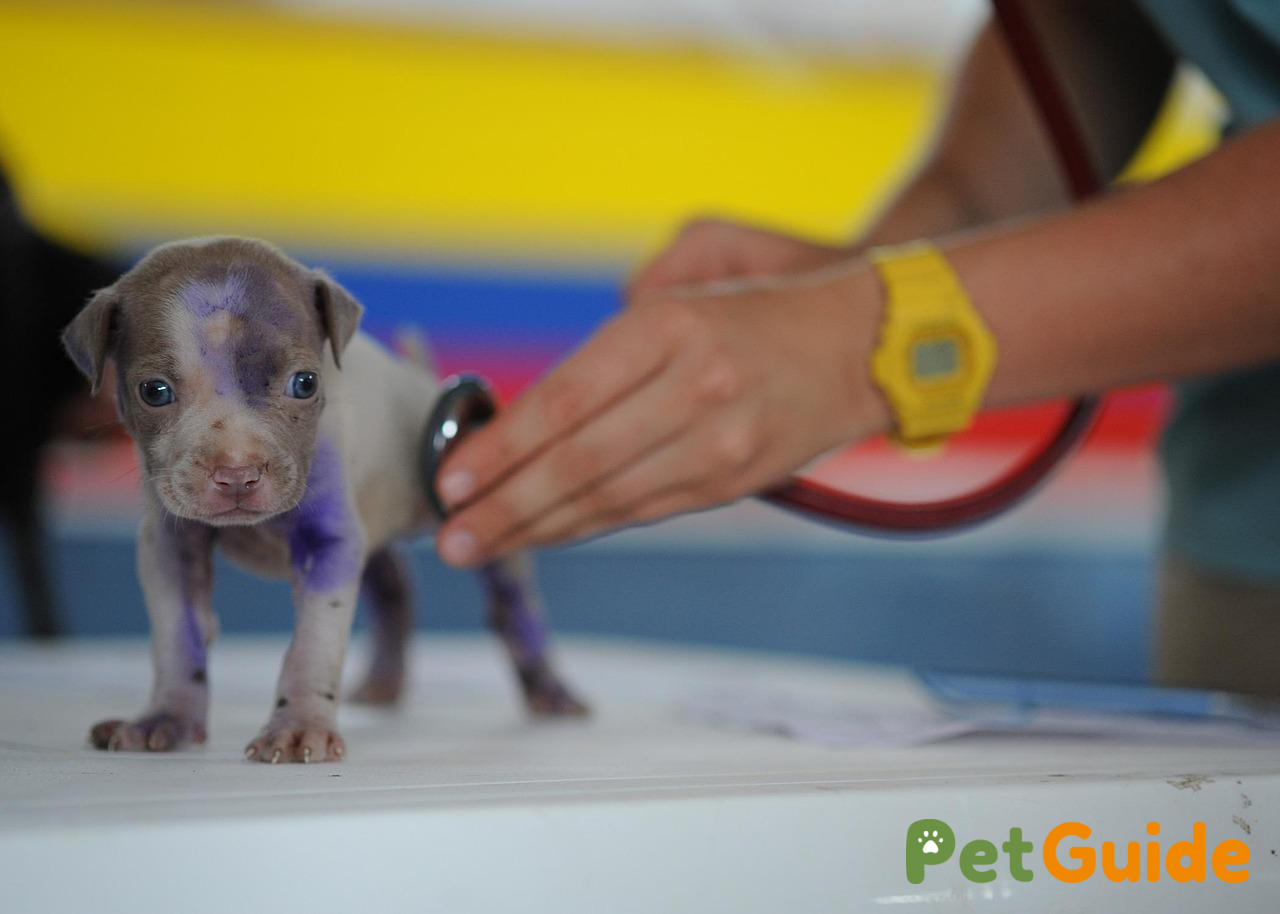 Theo dõi sức khỏe và điều chỉnh chế độ dinh dưỡng cho chó con