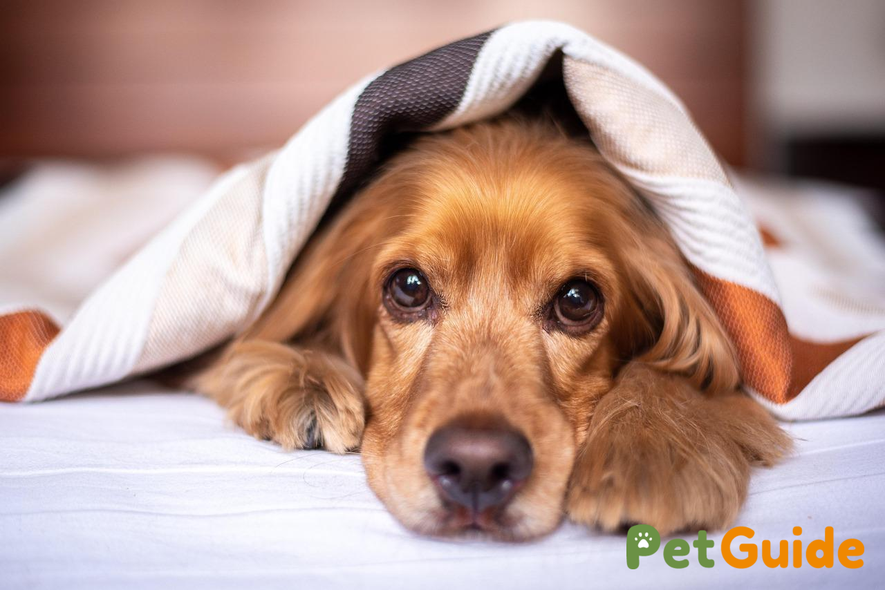 Vệ sinh nhà cửa để trị ve tận gốc và phòng tái phát