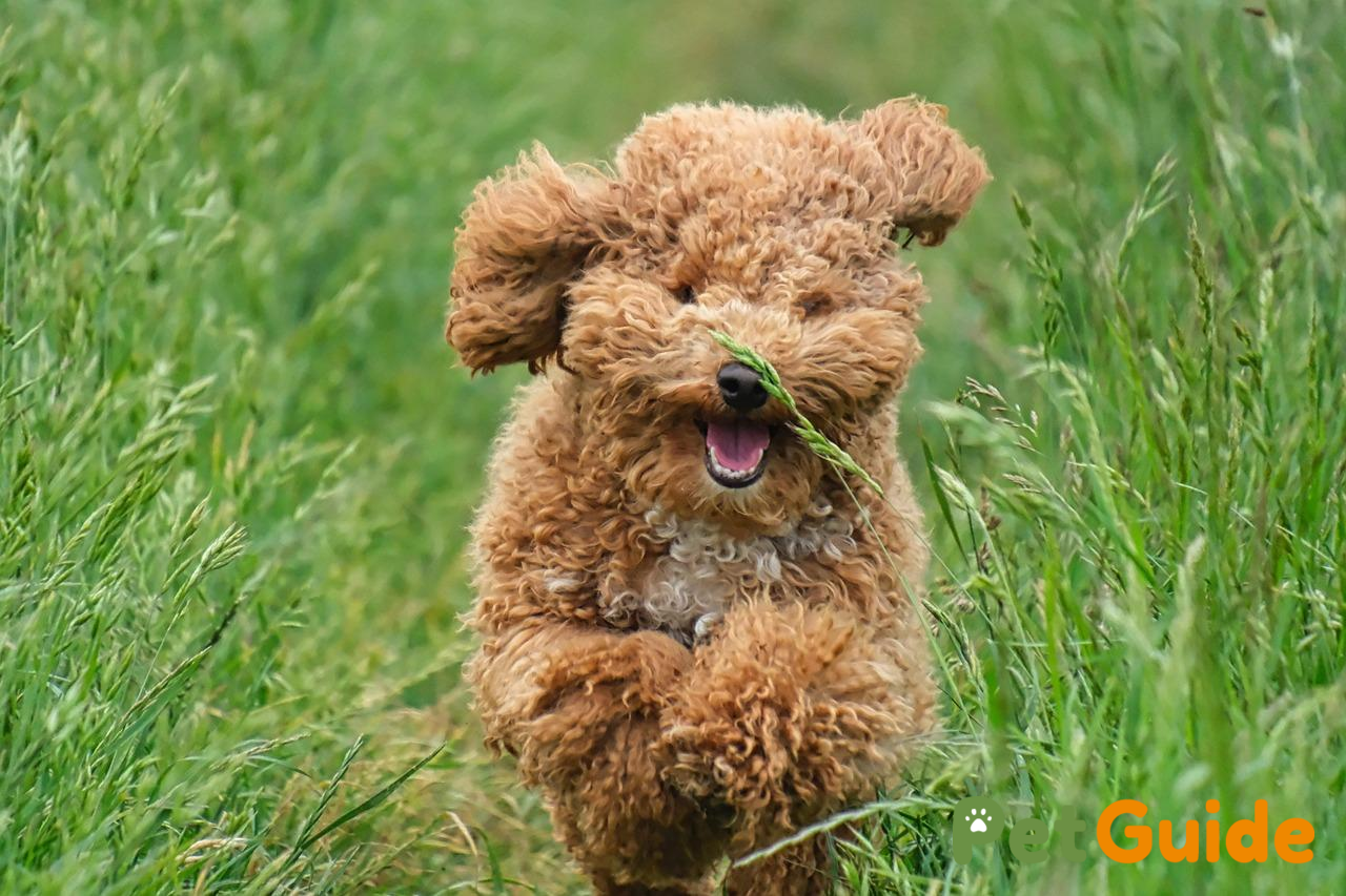 Lưu ý khi thay đổi thức ăn và theo dõi sức khỏe Poodle