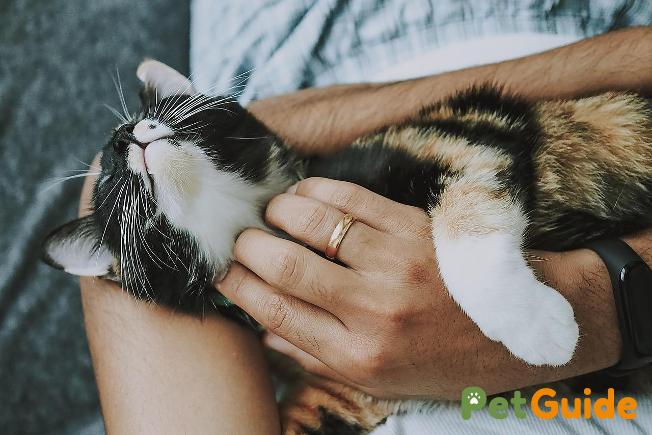 Những điều cần tránh khi phòng bệnh tiêu chảy cho mèo